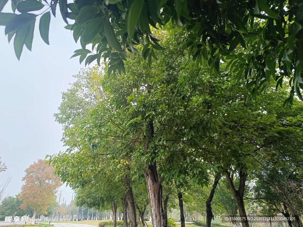 绿树成荫的户外景致
