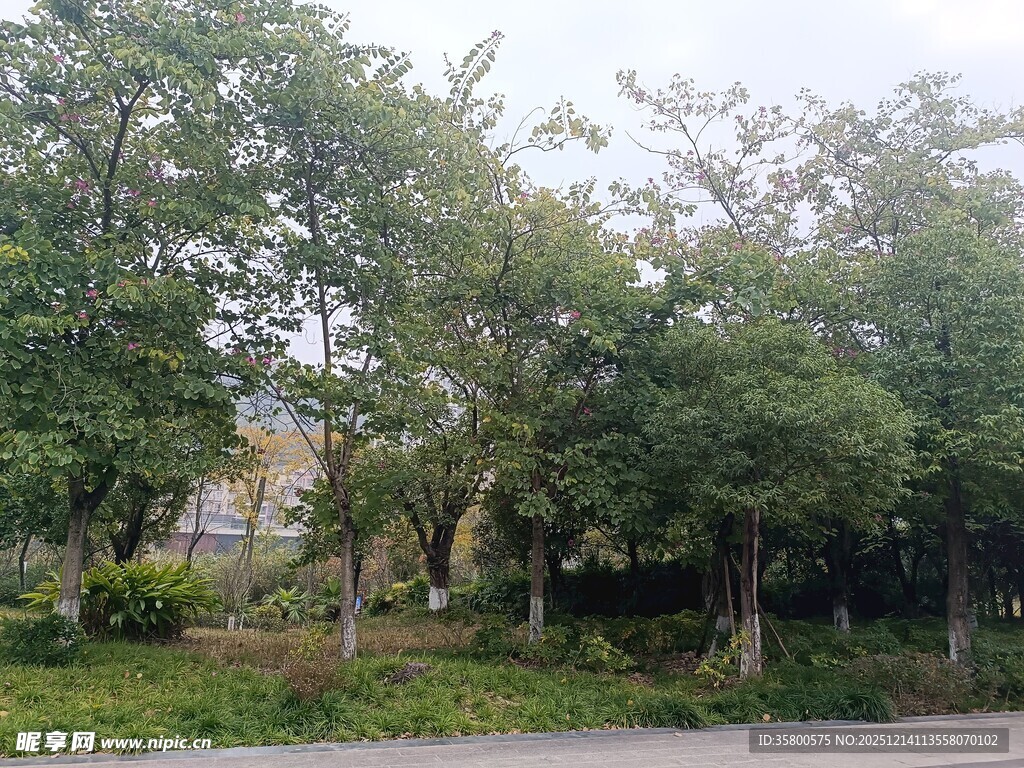 路边葱郁树林景观