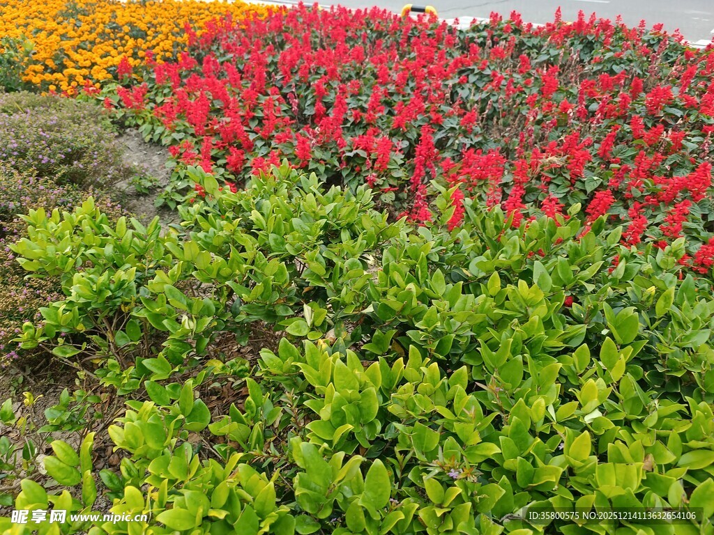 多彩花卉景观