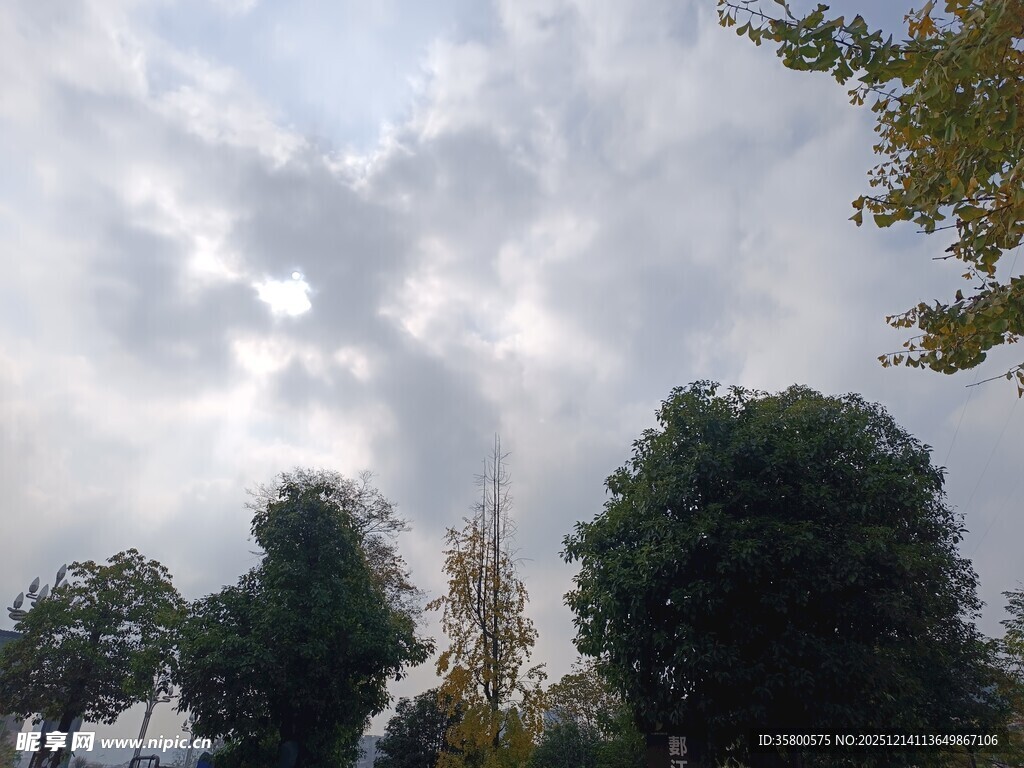 天空下的葱郁树木