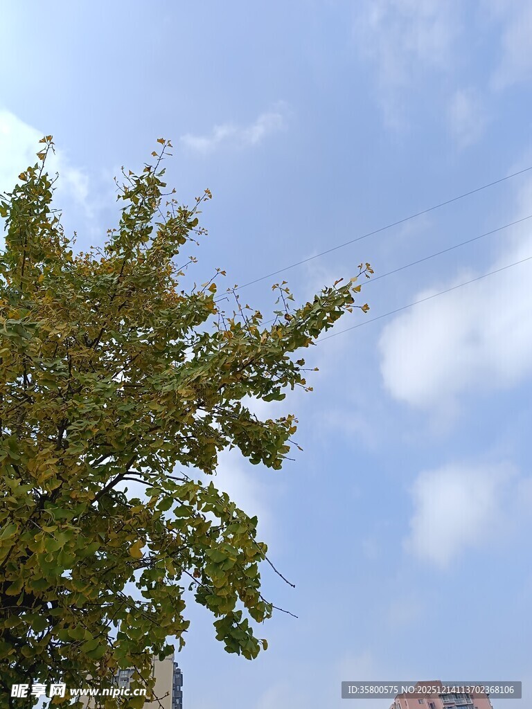 蓝天绿树风景图