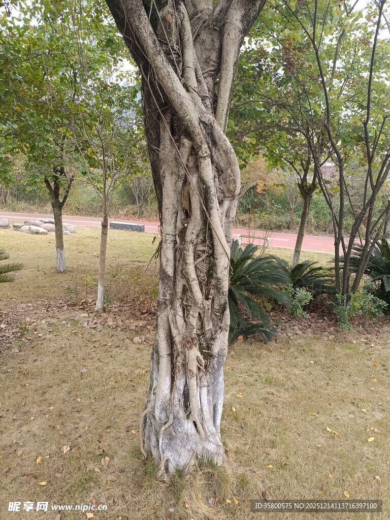 扭曲树干的独特景观