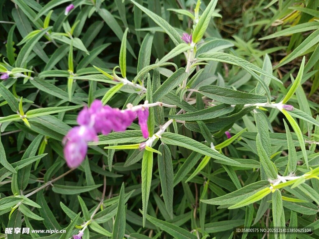 绿叶丛中的娇艳紫花
