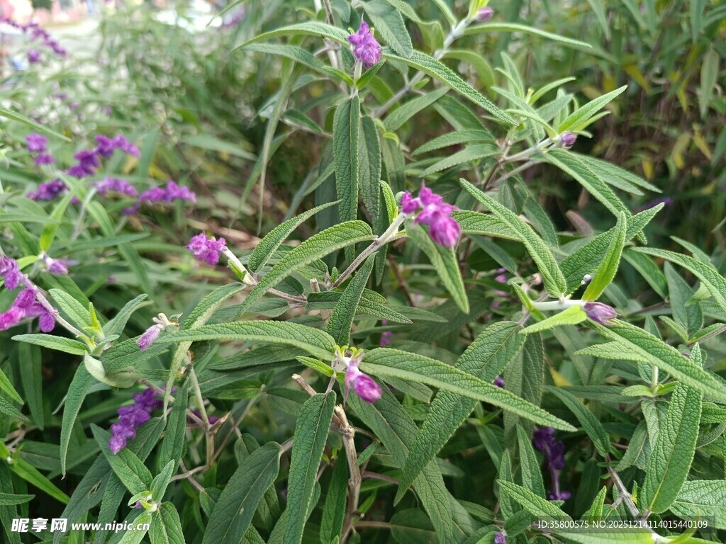 紫色花卉植物特写