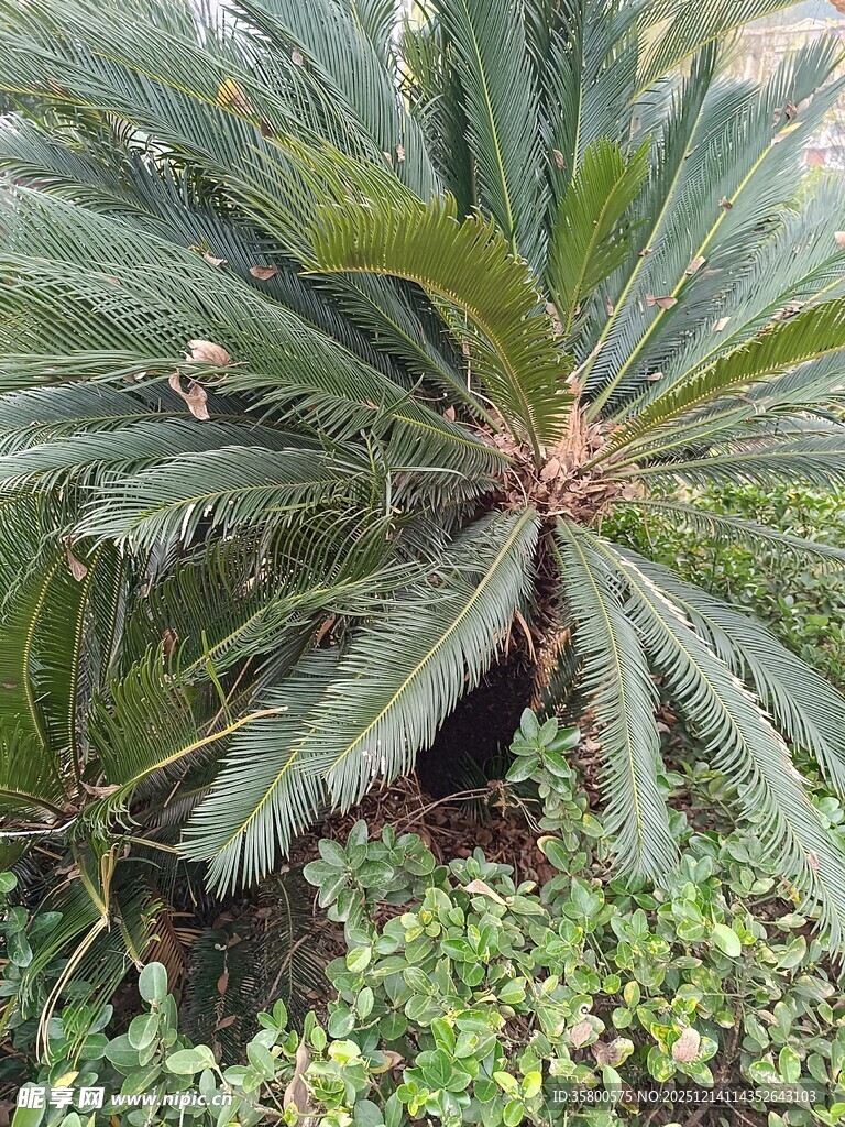 铁树及其周边绿植景观