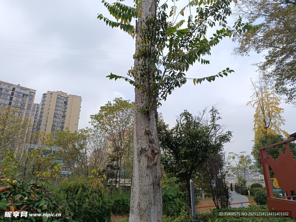 城市公园中的挺拔树木