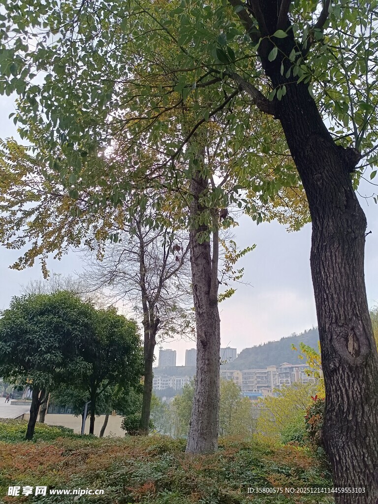 秋日公园树木风景