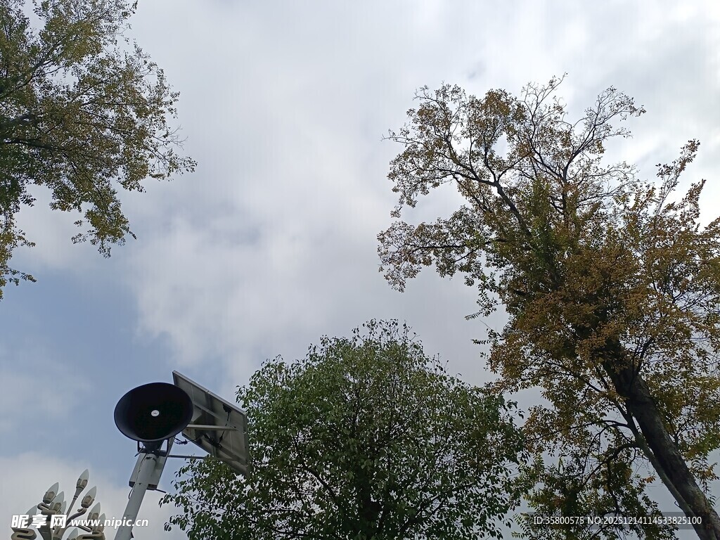 林间高塔与繁茂树木景观