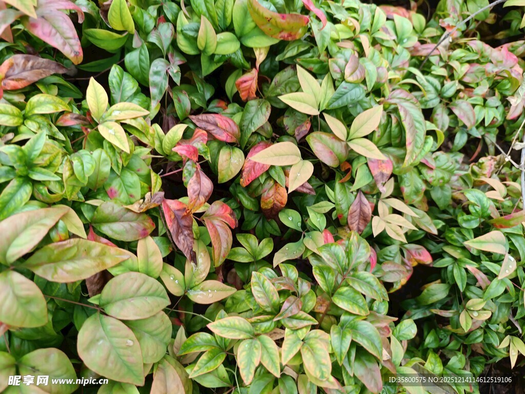 多彩叶片的植物景观