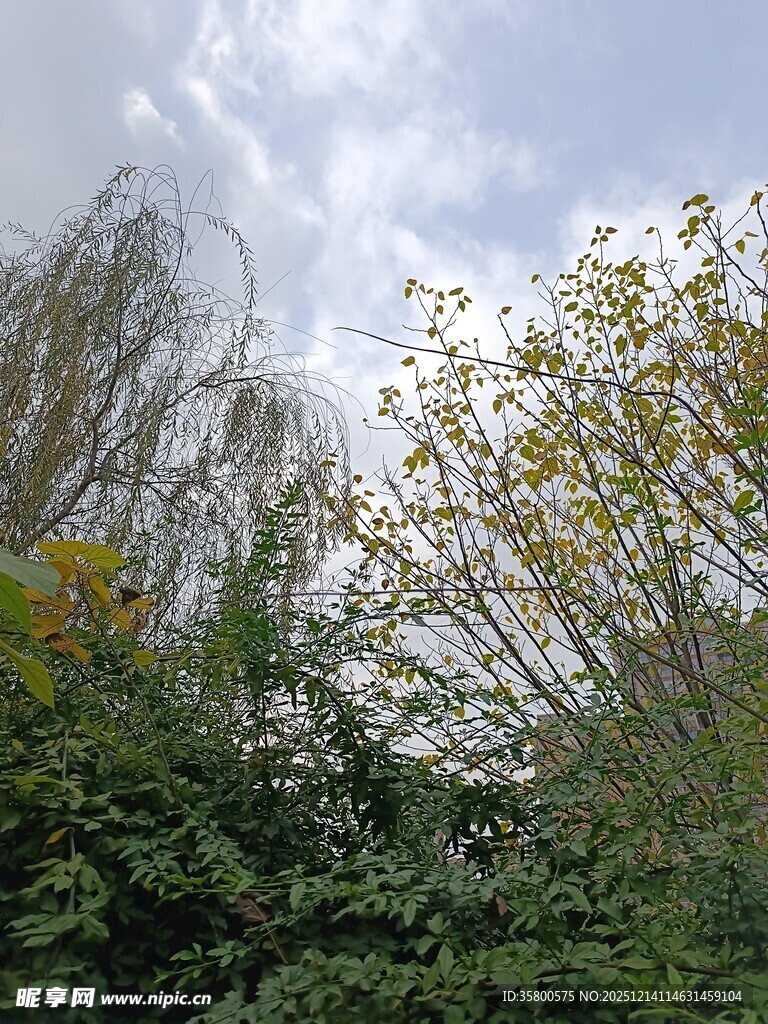 蓝天白云下的繁茂绿植