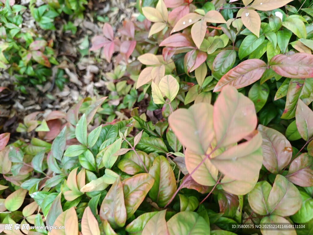 多彩叶片植物景观