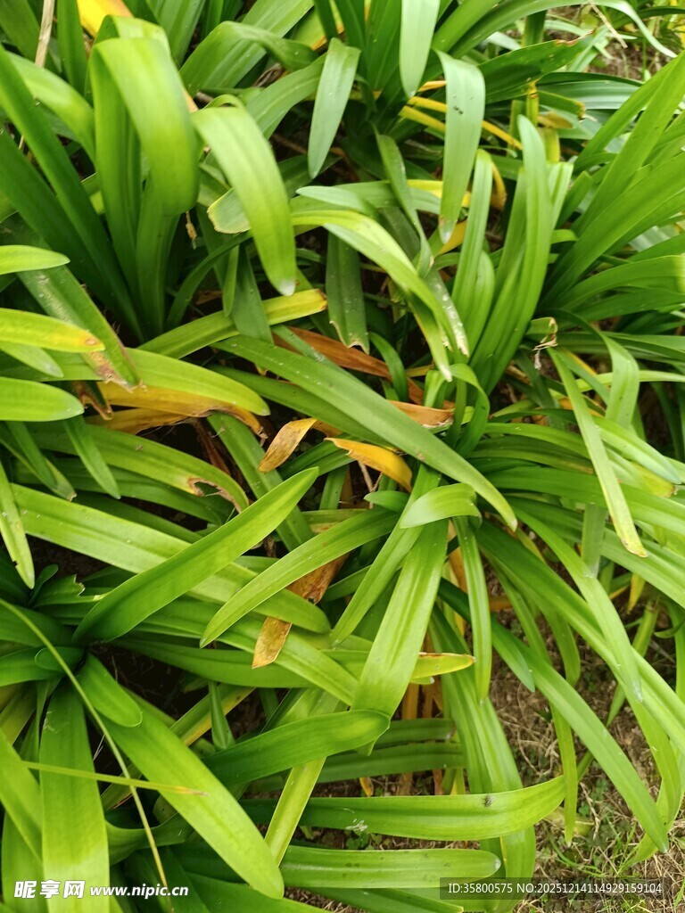 翠绿繁茂的热带植物景观