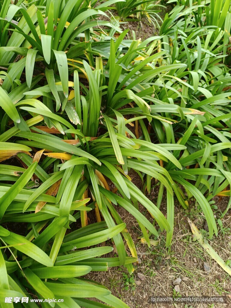 翠绿繁茂的热带植物景观