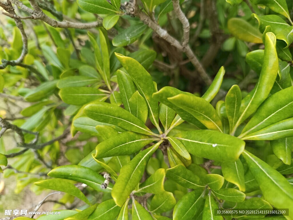翠绿叶片的植物特写