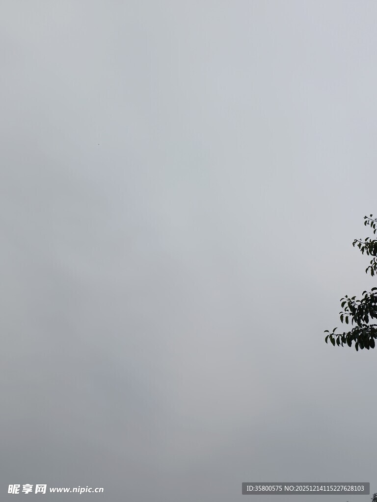 树梢之上的朦胧天空