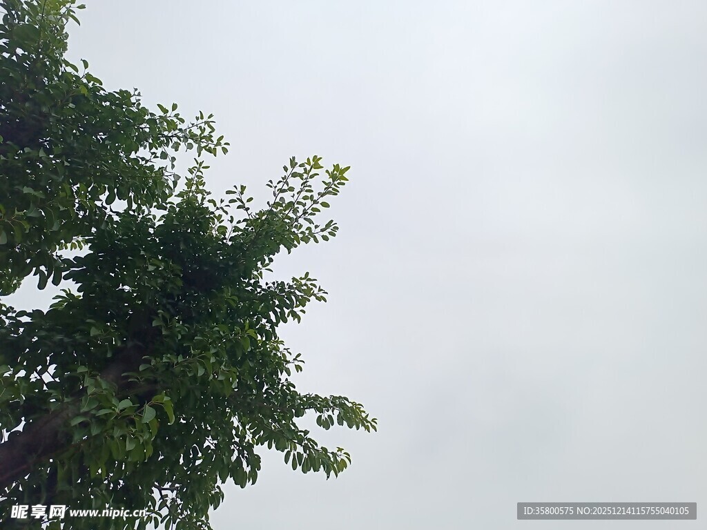 绿树映灰白天空