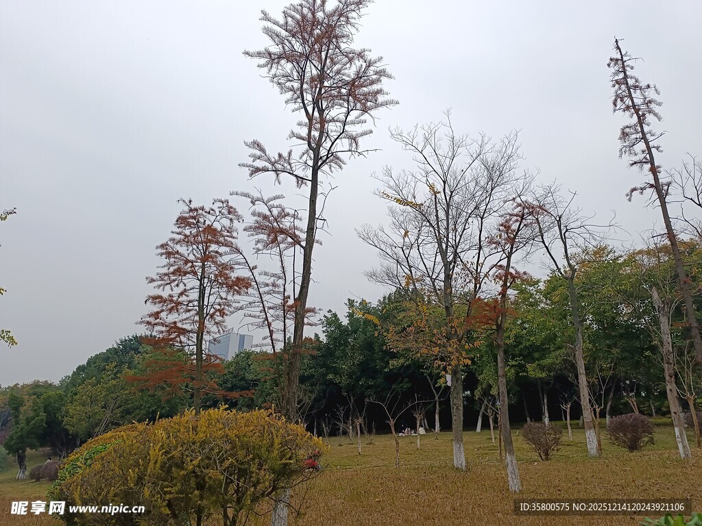 秋日郊野树林景观