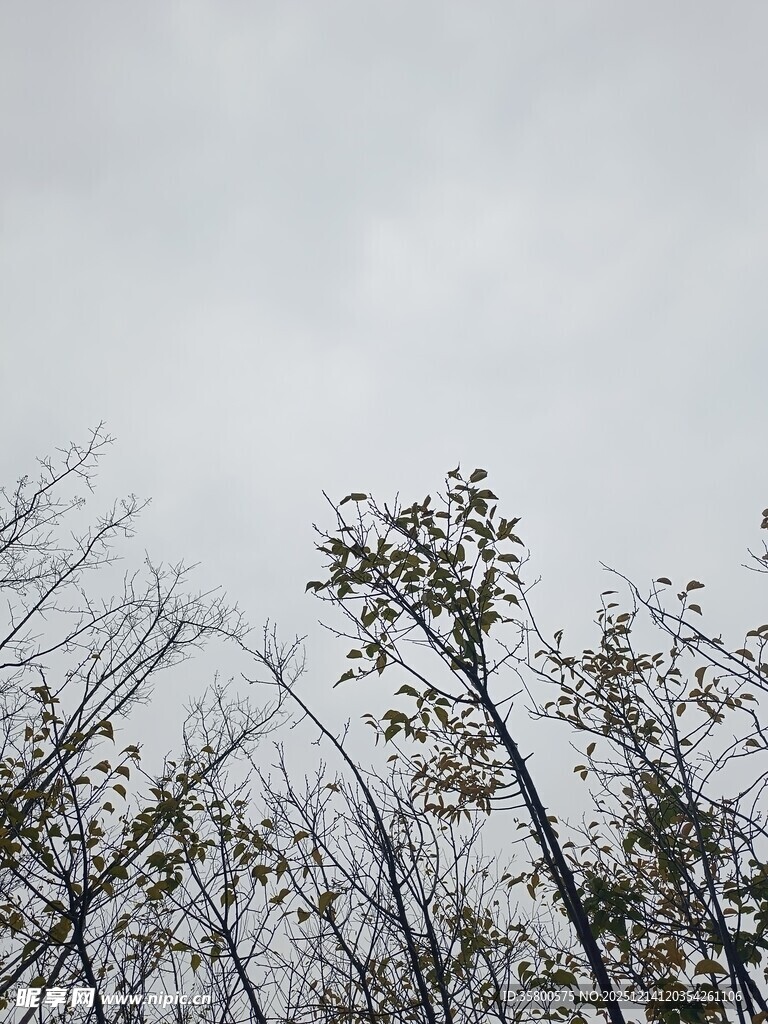 秋日枯树林景象