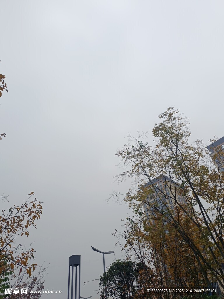 阴天城市树木景象