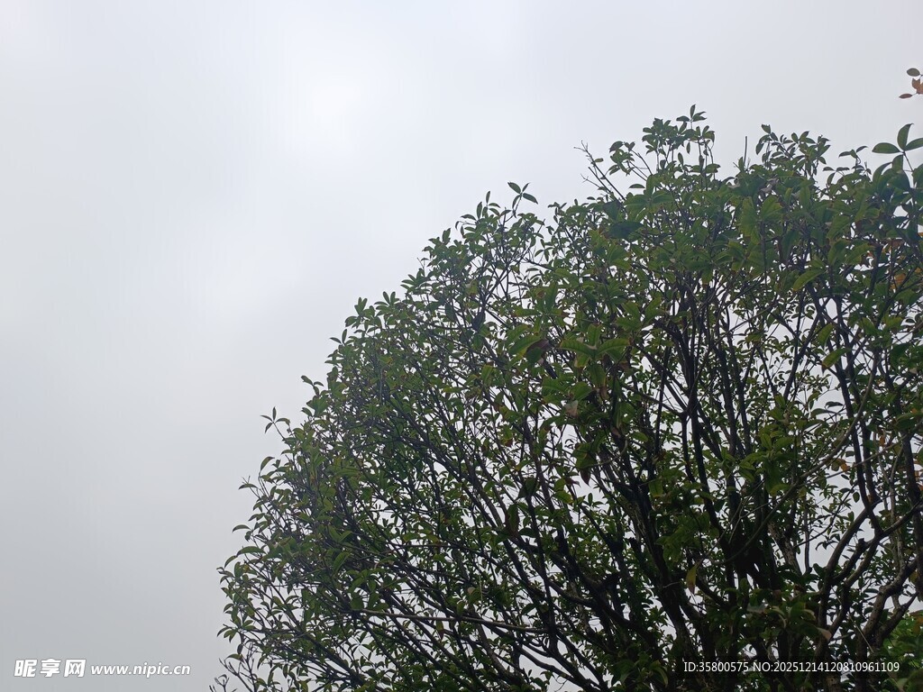 树冠在阴天背景下的景象