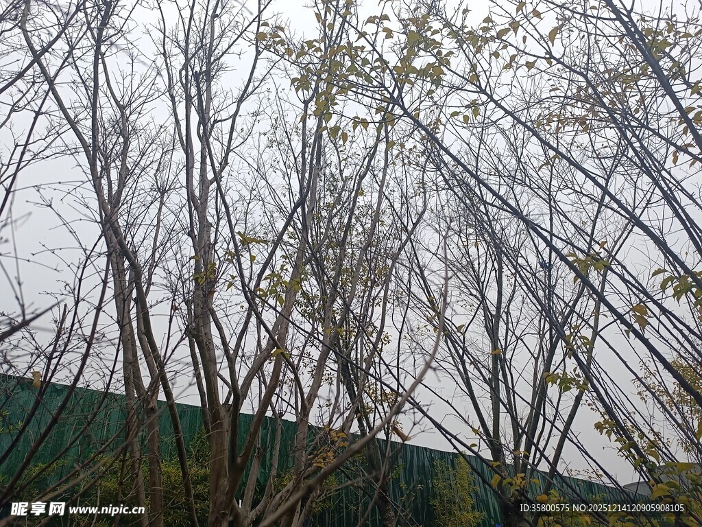 冬日光秃树枝与背景墙