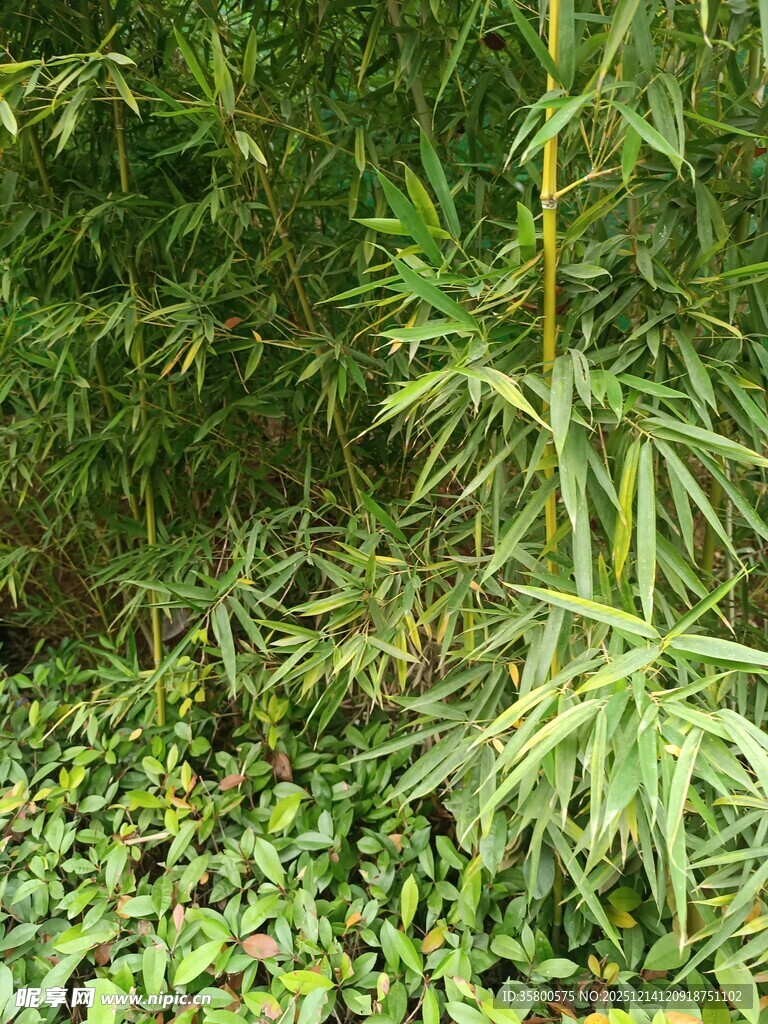 竹林中的翠绿植物景观