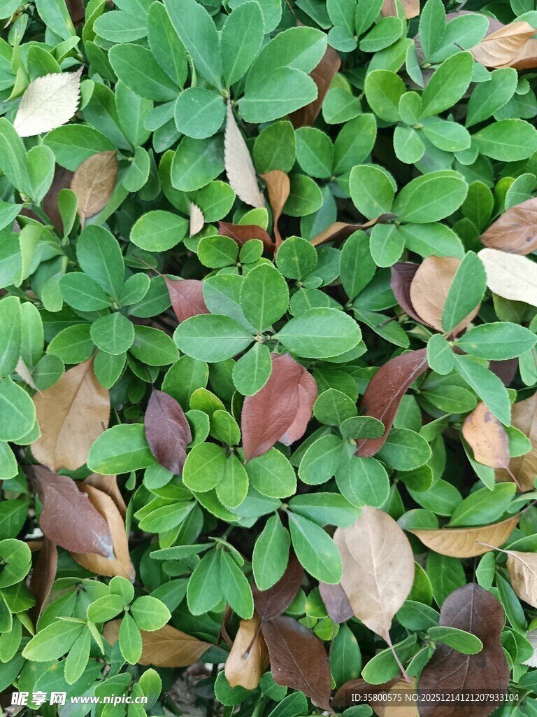 地面上的多彩三叶草