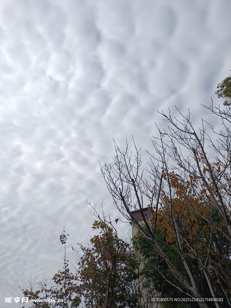 天空下的树木与层叠云彩