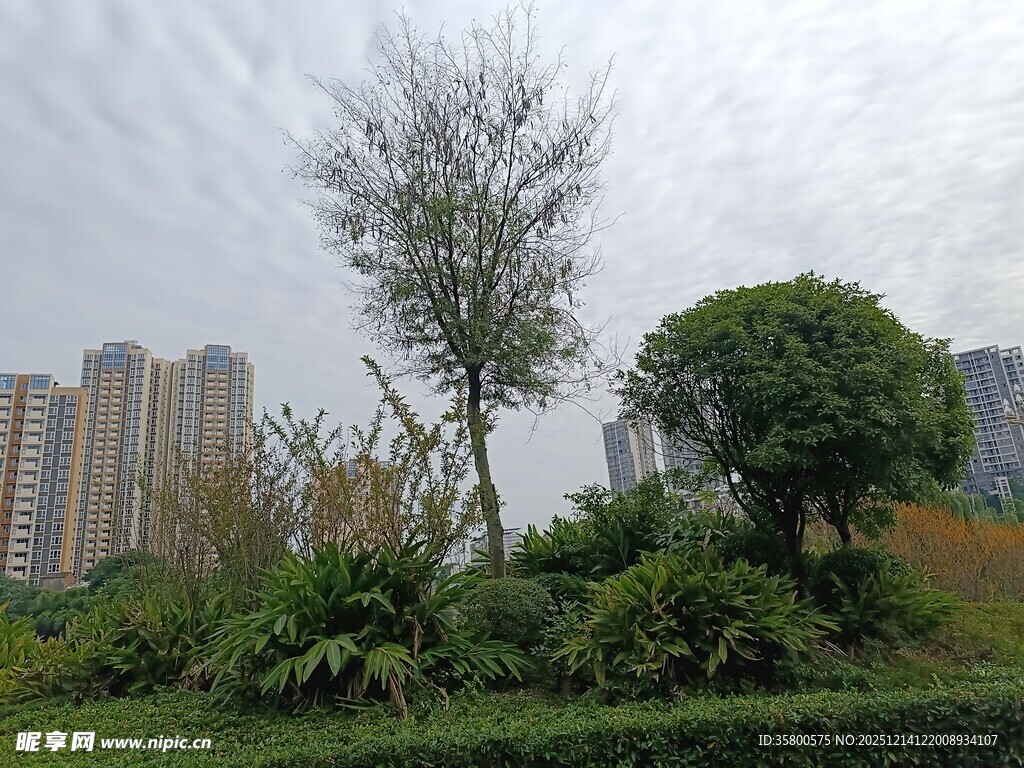 城市中的绿植与高楼景观