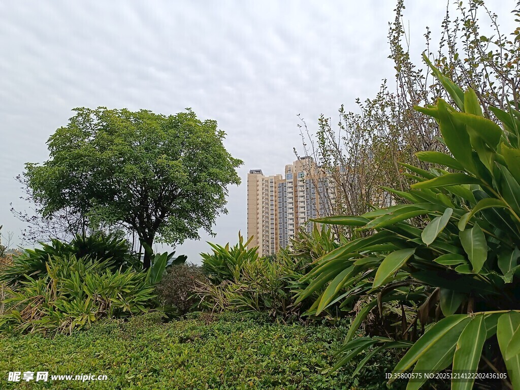 城市中的绿植与树木景观