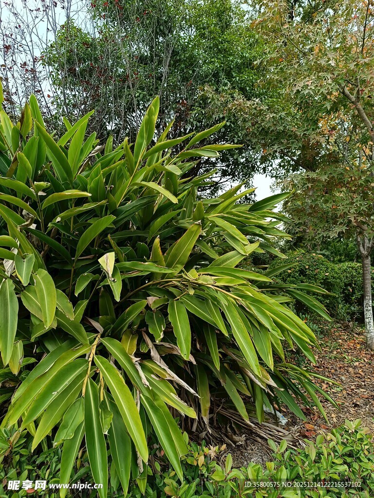 翠绿繁茂的热带植物景观