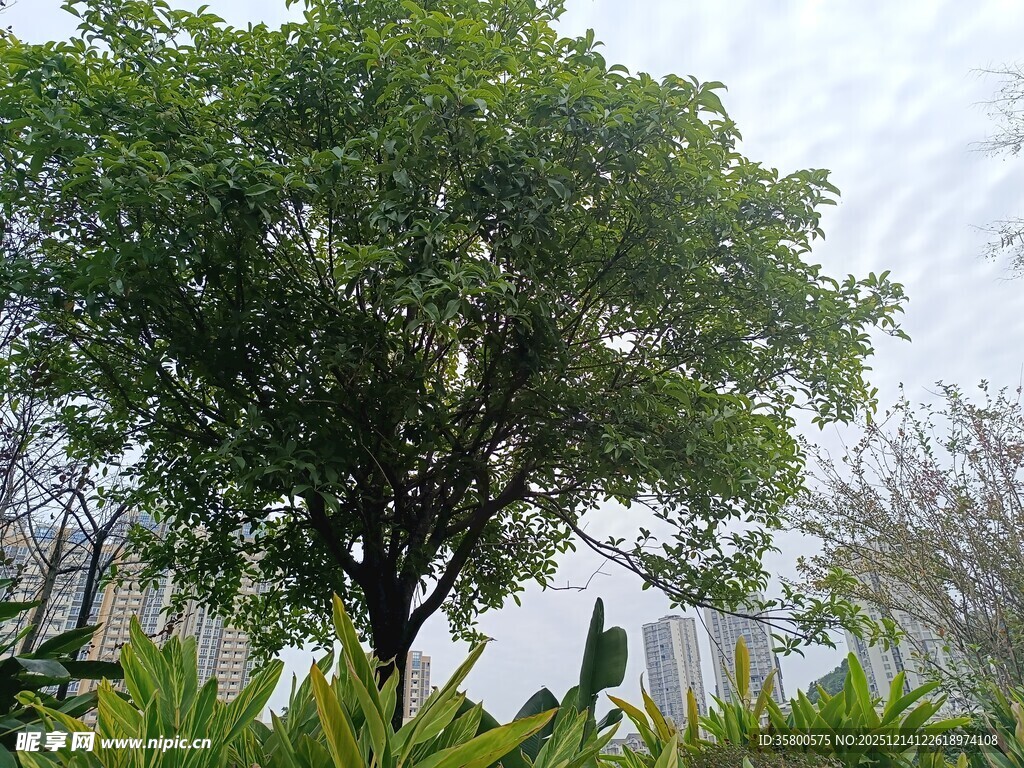 茂盛绿树与周边植物景观