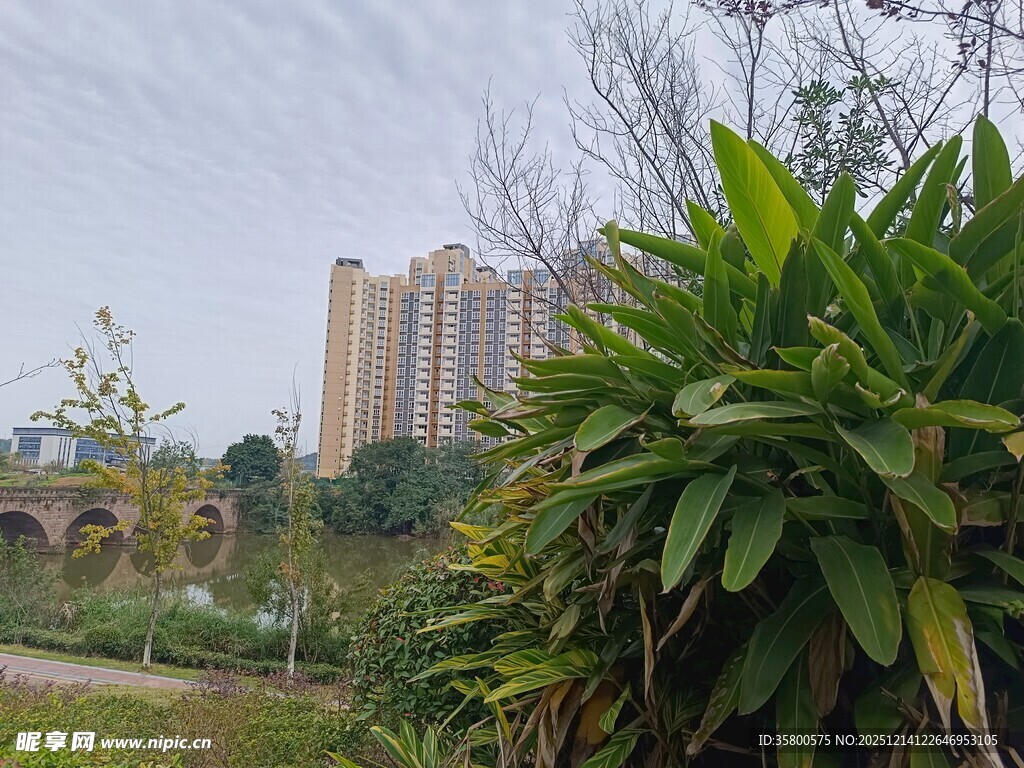 绿植环绕中的城市建筑