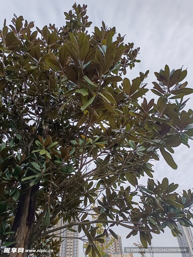 高大茂盛的广玉兰树