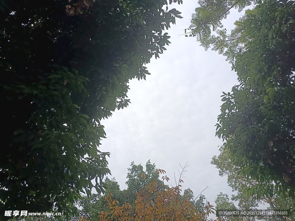 仰视茂密树林天空景象
