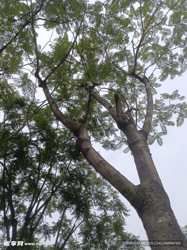 高大树木枝叶繁茂