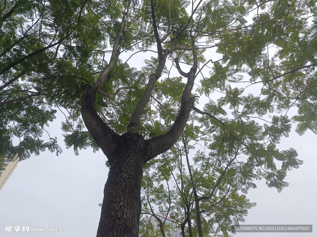 仰视繁茂大树