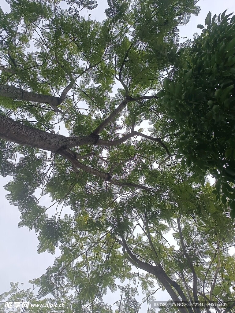 仰视繁茂绿树树冠