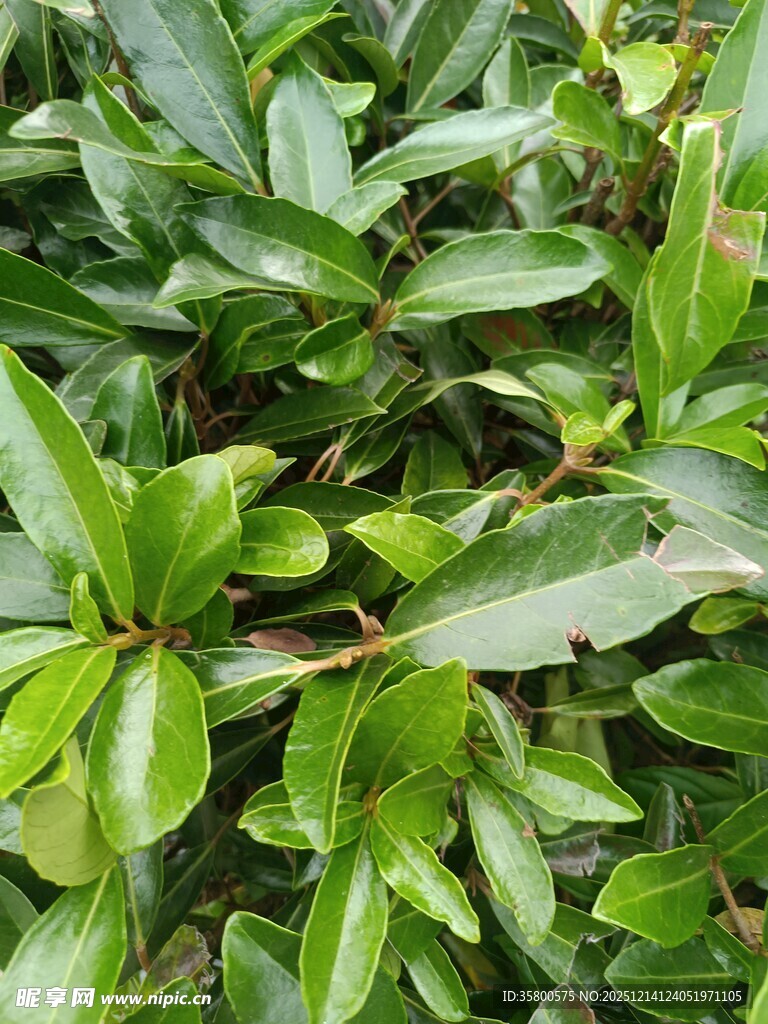 翠绿叶片的植物特写