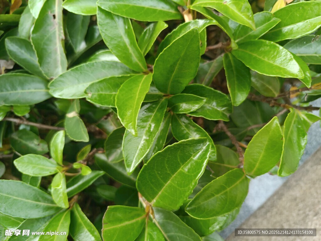 翠绿叶片的生机植物