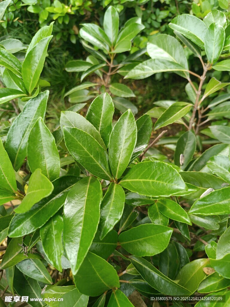 翠绿繁茂的叶片特写