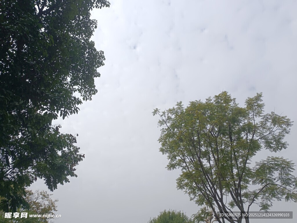 户外绿树蓝天景象