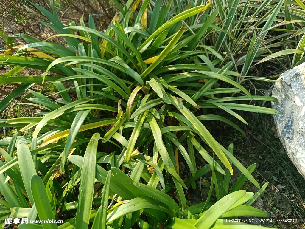 翠绿丛生的绿植景观