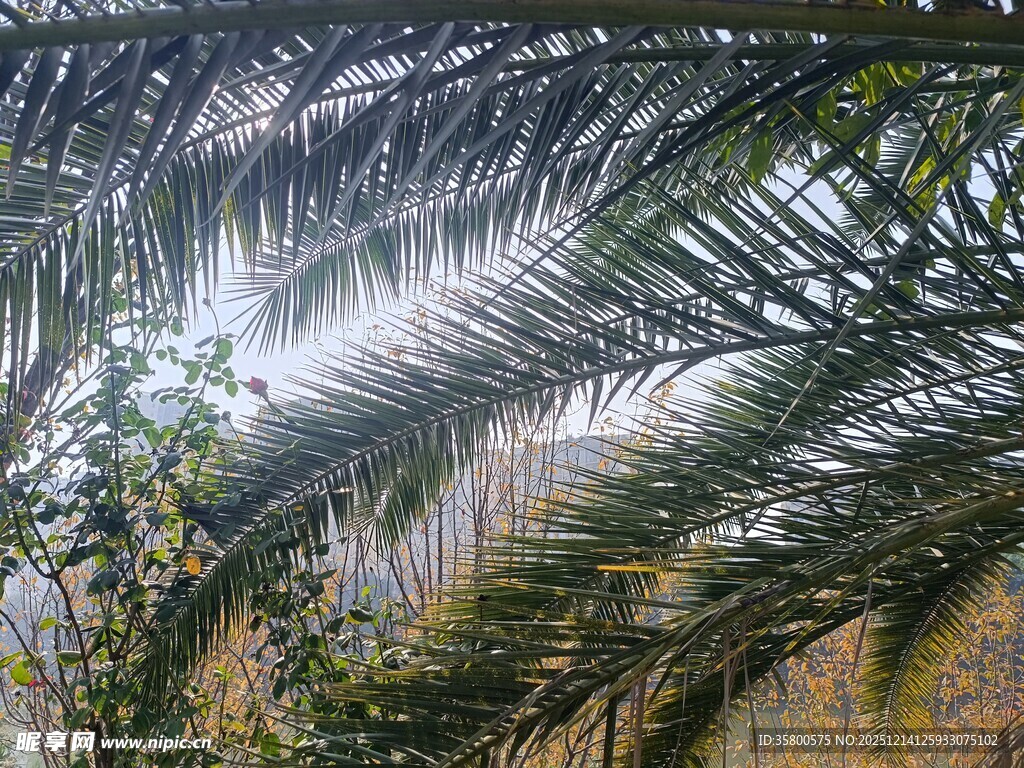 阳光洒落的棕榈叶景象