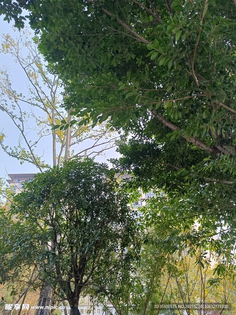 绿树成荫的户外景致