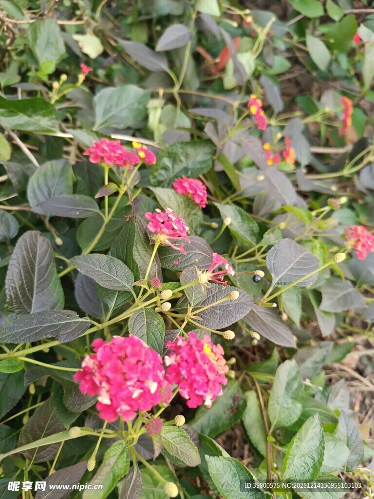 鲜艳粉花绽放绿叶间