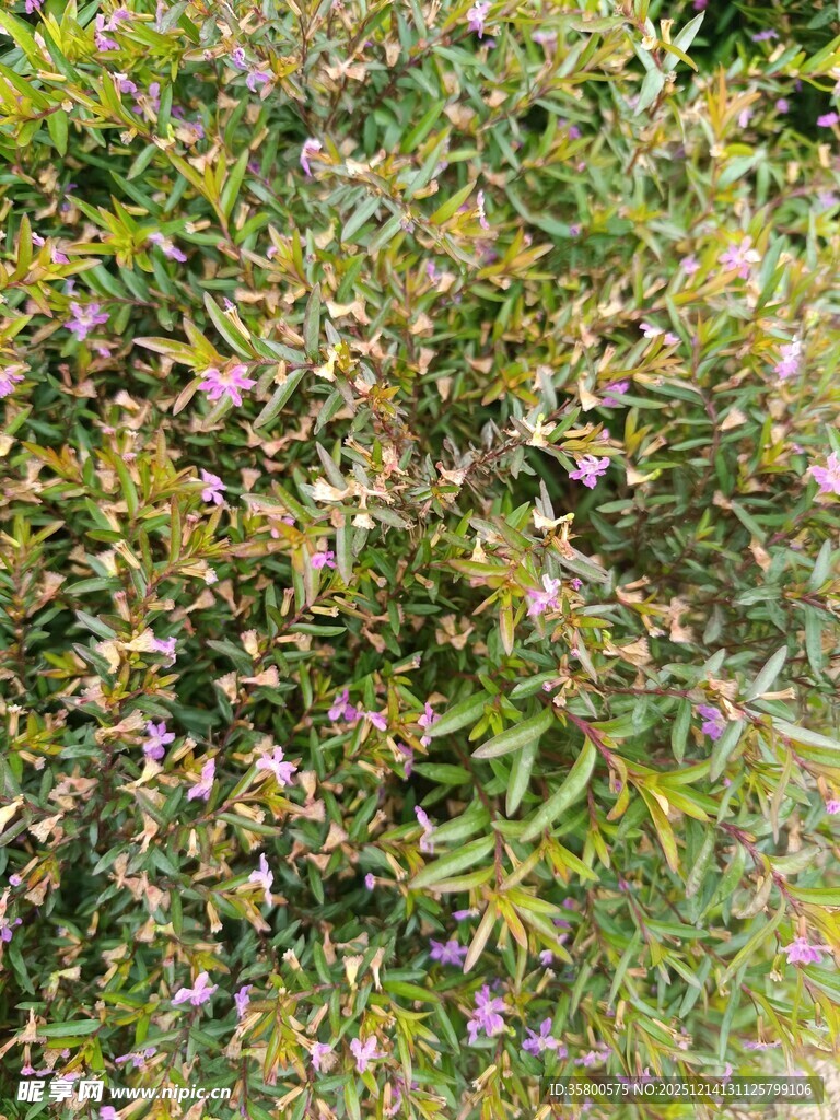 繁茂花丛中的紫色小花