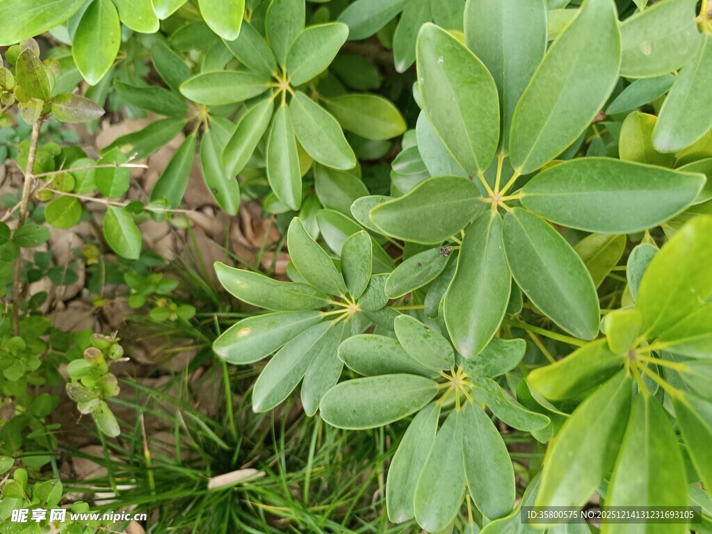 翠绿掌状叶片植物特写
