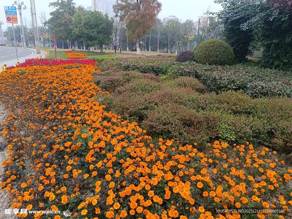 路边绚烂多彩的菊花景观