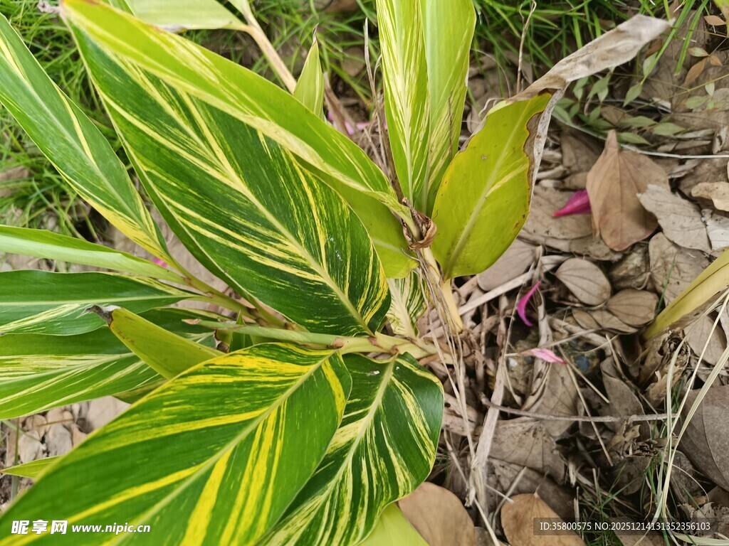 黄绿相间叶片的植物